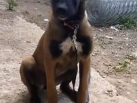 Belçika Malinois 95 günlük saf kan maskeli uygun fiyat