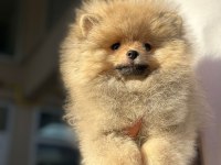Ayı Surat Pomeranian Boo Yavruları