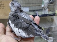 EL BESLEME ISIRMA HUYLARI OLMAYAN BEBEK SULTAN YAVRULAR