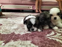 Shih tzu şitsu 0 numara yavrular
