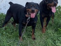 Afyon Merkez 7 Aylık Erkek Rottweiler