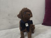 Yakışıklı erkek kore poodle yavrularım