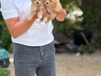 Çok Sağlıklı Malıtpoo Bebekler