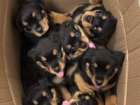 Rottweiler 2 - 2.5 Erkek ve Dişi Üst Düzey Yavrular