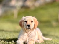 Baby Face Golden Retriever Bebeklerimiz