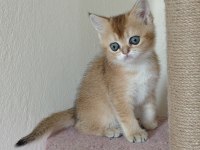 British shorthair golden 2 dişi ny11