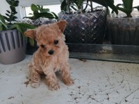 Micro Tea Cup Poodle