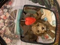 Anne baba belli toy poodle yavru