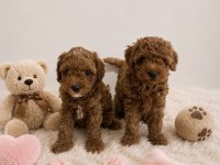 Anne Altından Orjinal Toy Poodle Bebekler