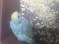 Rainbow renk güzeli muhabbet kuşu