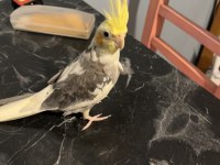 Sahiblendirilecektır