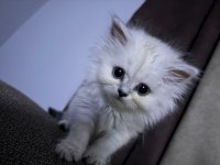 British longhair 2.5 aylık erkek
