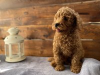 SON 2 YAVRUMUZ UYGUN FİYATLI POODLE