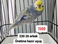 3 ADET RAİNBOW MUHABBET KUŞU UYGUN AÇIKLAMAYI OKUYUN