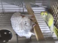Yavru muhabbet kuşu ücretli