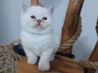Tatlımı Tatlı Top Kafa British Shorthair