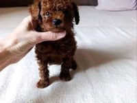 TEACUP KORE BOY RED POODLE YURT DIŞINDAN GELENLER