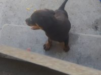 Orijinal Çiftliğinden Macar Rottweiler Köpekleri