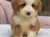 Show kalite giant (Dev) poodle yavrular