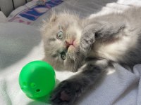 Erkek scottish fold 1.5 aylık