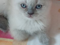 Scottish fold yavrularımız