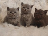 Cinnamon ve lilac british shorthair yavrular