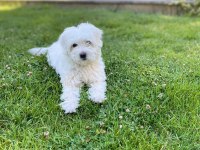 Ev Ortamına Uyumlu Dişi Maltese Terrier Yavrumuz