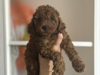 Evde büyüyen tuvalet eğitimli 2.5 kg olacak köpekler