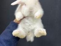 Hollanda Teddy Lop Tavşanı Yavruları