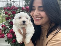 Kar Tanesi Maltese Terrier