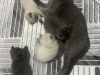 Koca Kafalı Sevimli British Shorthair Yavruları
