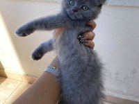 2 Aylık British Shorthair Bebekler