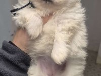 Pomeranian Pamuklarımız