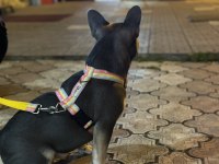 Özel french bulldog anatomisi çok iyi lilac