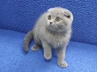 İstanbul içi adrese teslim bulue scottish fold ptırcık
