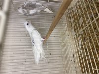 Toplu takım albino lutino grey wifi karışık sultan papağanı