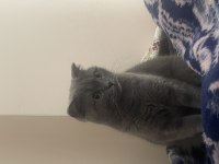 2,5 yaşında dişi british shorthair