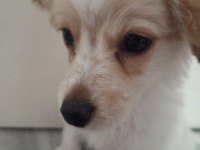 Yavru köpeğimizi sahiplendirmek istiyorum