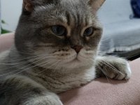 Bluepoint dişi british shorthair kedimiz