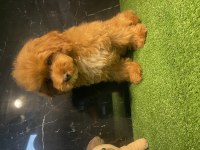 Poodle Yavrumuz