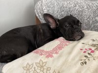 3,5 aylık french bulldog oğlumuzu sahiplendiriyoruz