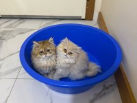 BEBİŞ KEDİLERİMİ SAHİPLENDİRİYORUM 2 BEYAZ VE 2 GRİ
