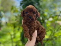Bebek gibi toy poodle isteyen