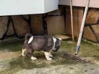 A kalite ayı gibi akita yavrular