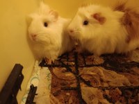 Guinea Pigimi Sahiplendiriyorum