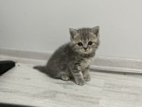 Scottish fold ve scottish straight 4 adet yavrularımız var