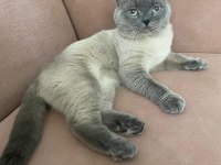 4 Yaşında Uysal Kedim Bulut İçin Ömürlük Yuva Arıyorum