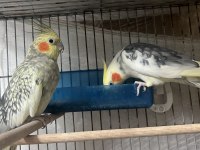 Satılık çift sultan papağanı