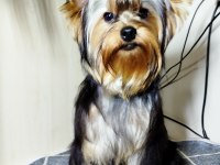 Mini erkek yavru yorkshire terrier