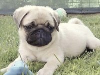 Pug Safkan Köpeğimiz